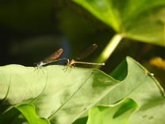 Argia rhoadsi