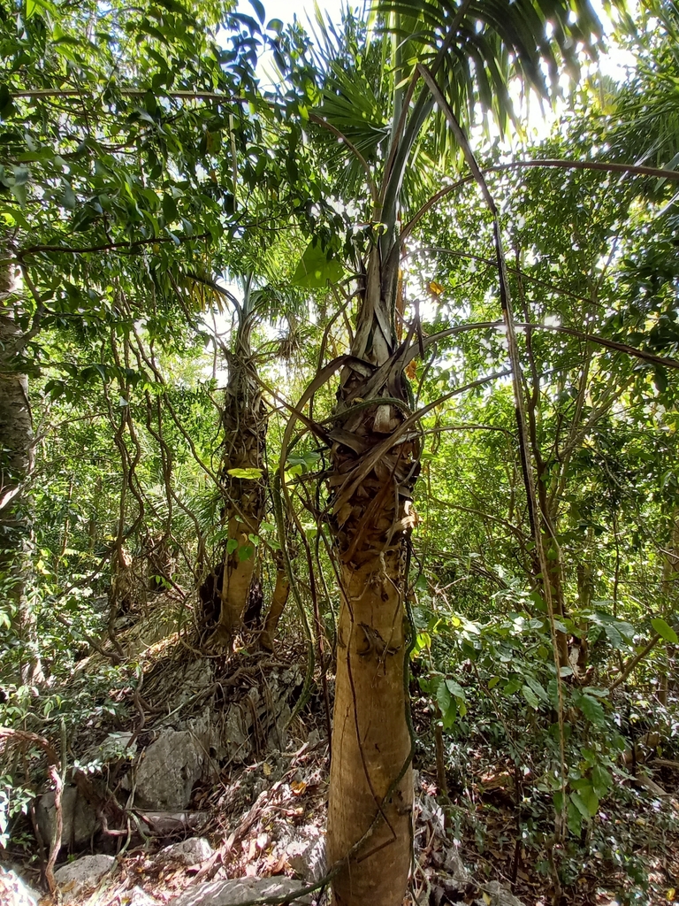 Gaussia princeps; photograph Dayron Breto, CC BY, iNaturalist via GBIF
