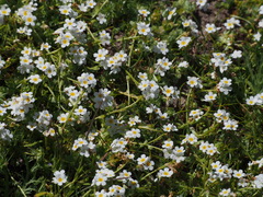 Plagiobothrys chorisianus hickmanii