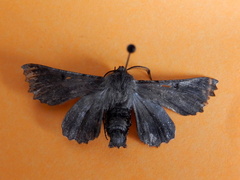 Hypographa phlegetonaria