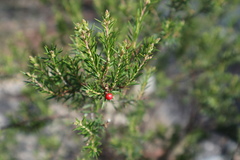 Acrothamnus melaleucoides