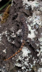 Phyllodactylus galapagensis