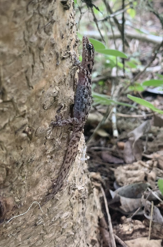 Galápagos Leaf-toed Gecko