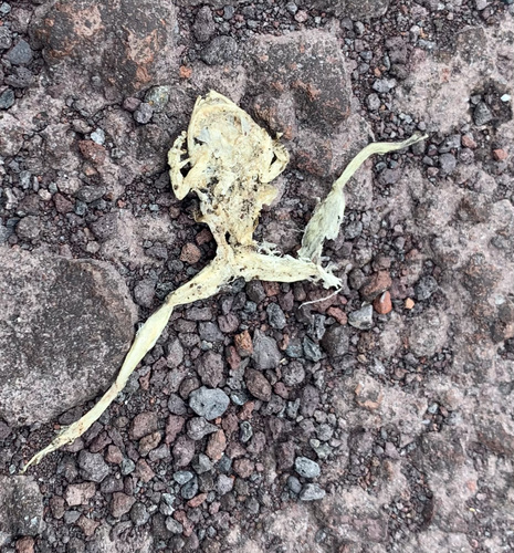 Fowler's Snouted Treefrog, Scinax quinquefasciatus