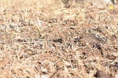Stangeella cyaniventris