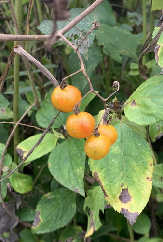 Image of Solanum cheesemanii by (c) John G. Phillips, some rights reserved (CC BY)