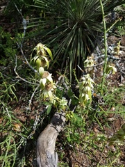 Monarda stanfieldii