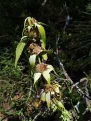 Monarda stanfieldii