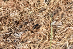 Stangeella cyaniventris