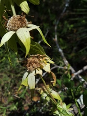 Monarda stanfieldii