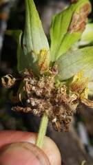 Monarda stanfieldii