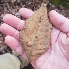 Phylloxera caryaeavellana