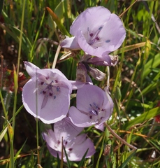 Calochortus uniflorus