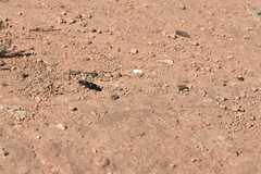 Stangeella cyaniventris