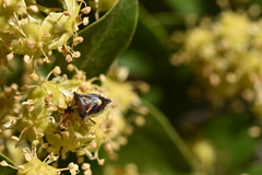 Tylospilus chilensis