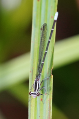 Argia frequentula