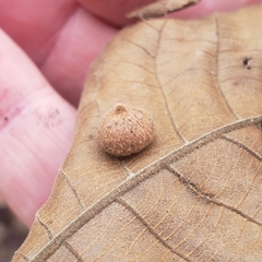 Phylloxera caryaeavellana