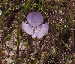 Calochortus uniflorus