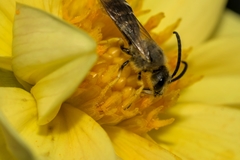 Halictus scabiosae