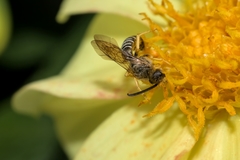 Halictus scabiosae