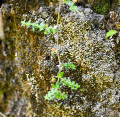 Galium hypocarpium