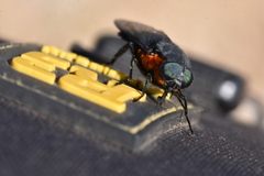 Osca lata