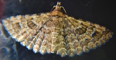 Alucita montana