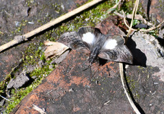 Theagenes albiplaga