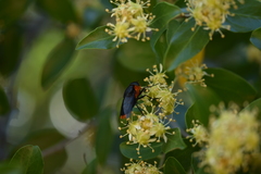 Osca lata
