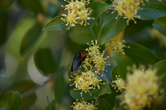 Osca lata