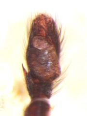 Rhetenor texanus