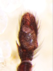 Rhetenor texanus
