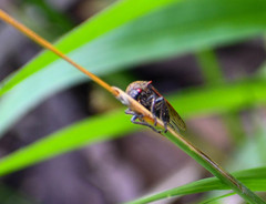 Metcalfiella erecta