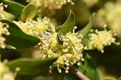 Bilyaxia concinna