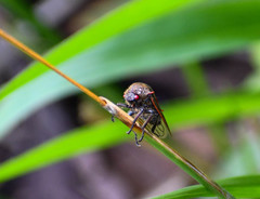 Metcalfiella erecta