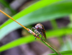 Metcalfiella erecta