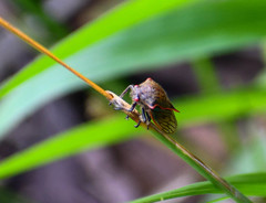 Metcalfiella erecta
