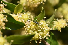 Bilyaxia concinna