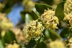 Bilyaxia concinna