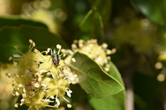 Bilyaxia concinna