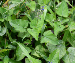 Salvia scutellarioides