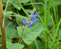 Salvia scutellarioides