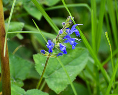 Salvia scutellarioides