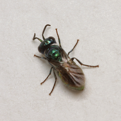 Pseudomalus auratus