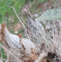 Catasetinae