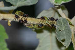Alchisme tridentata