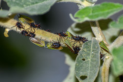 Alchisme tridentata