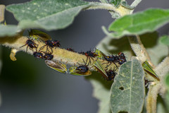 Alchisme tridentata