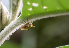 Alchisme tridentata