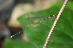 Protosticta beaumonti